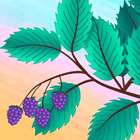 blackberries